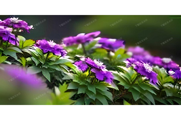 武汉驻唱歌手的茶香人生